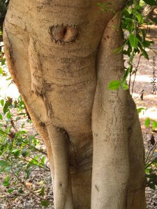 סיגל קרומר | יוצרת עולמות | יוצאת מעצמי