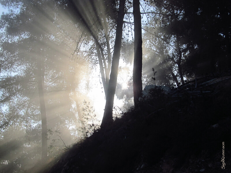 סיגל קרומר | יוצרת עולמות | דמדומי בוקר