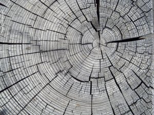 סיגל קרומר | יוצרת עולמות | זרעים