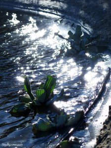 סיגל קרומר | יוצרת עולמות | כוכבים