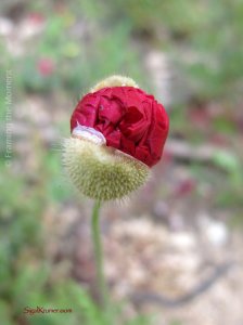 סיגל קרומר | יוצרת עולמות | יוצאת מעצמי... מיישירה מבט