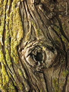 סיגל קרומר | יוצרת עולמות | הבטן מדברת אלי