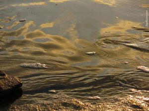 סיגל קרומר | יוצרת עולמות | בועת אויר