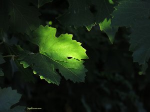 עֲשָׂרָה חֳדָשִׁים שֶׁל אֵינְךָ