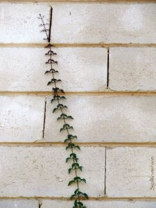 סיגל קרומר | יוצרת עולמות | בטוחה בה