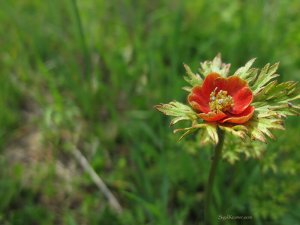 סיגל קרומר | יוצרת עולמות | כללי המוסר של תיך נהאט האן