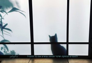 Framing the Moment | רגעים | סיגל קרומר | חתול