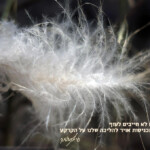 כנפיים Framing the Moment | רגעים | סיגל קרומר | כנפיים