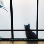 חתול Framing the Moment | רגעים | סיגל קרומר | חתול